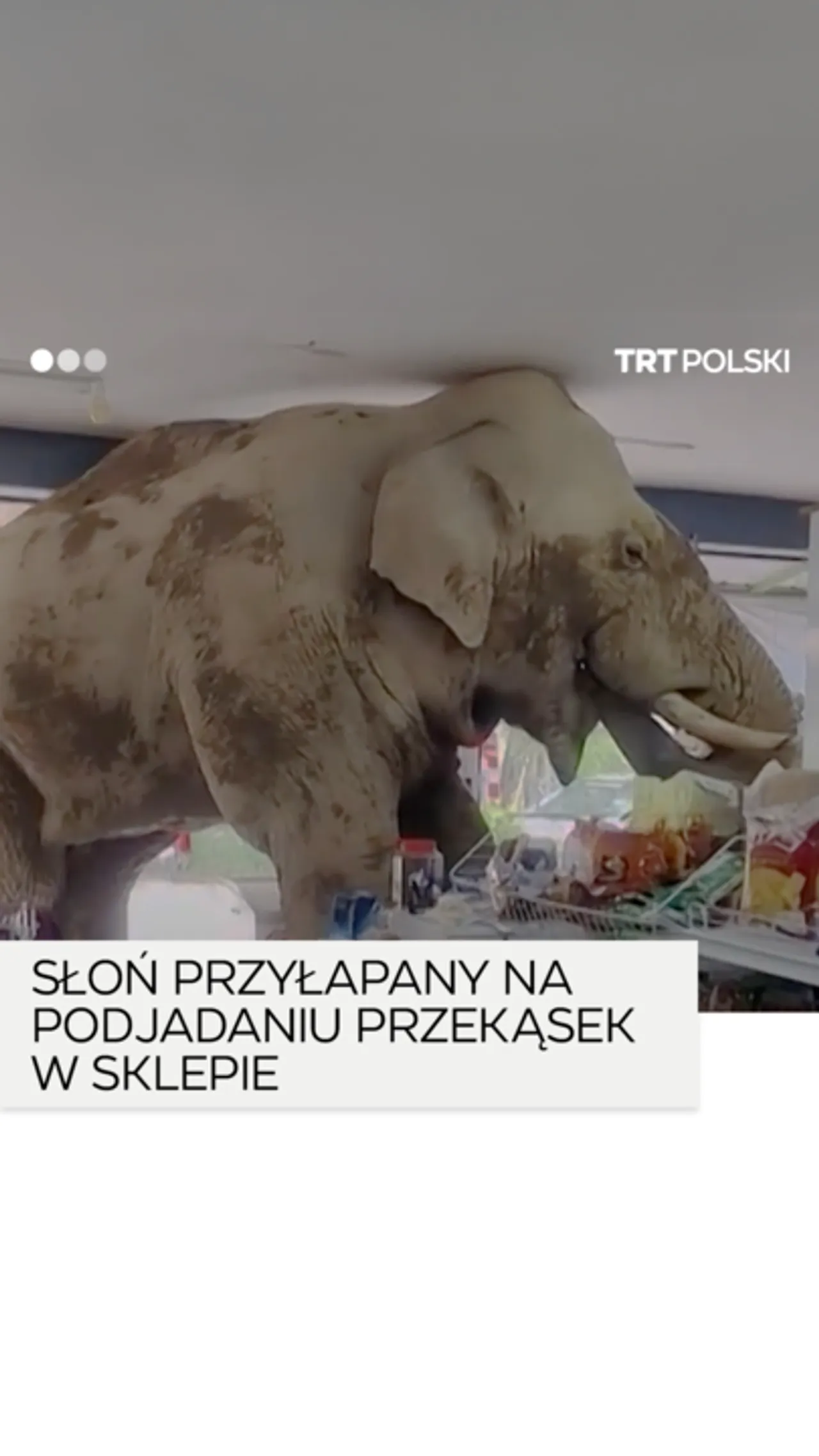 Słoń częstuje się przekąskami w sklepie spożywczym