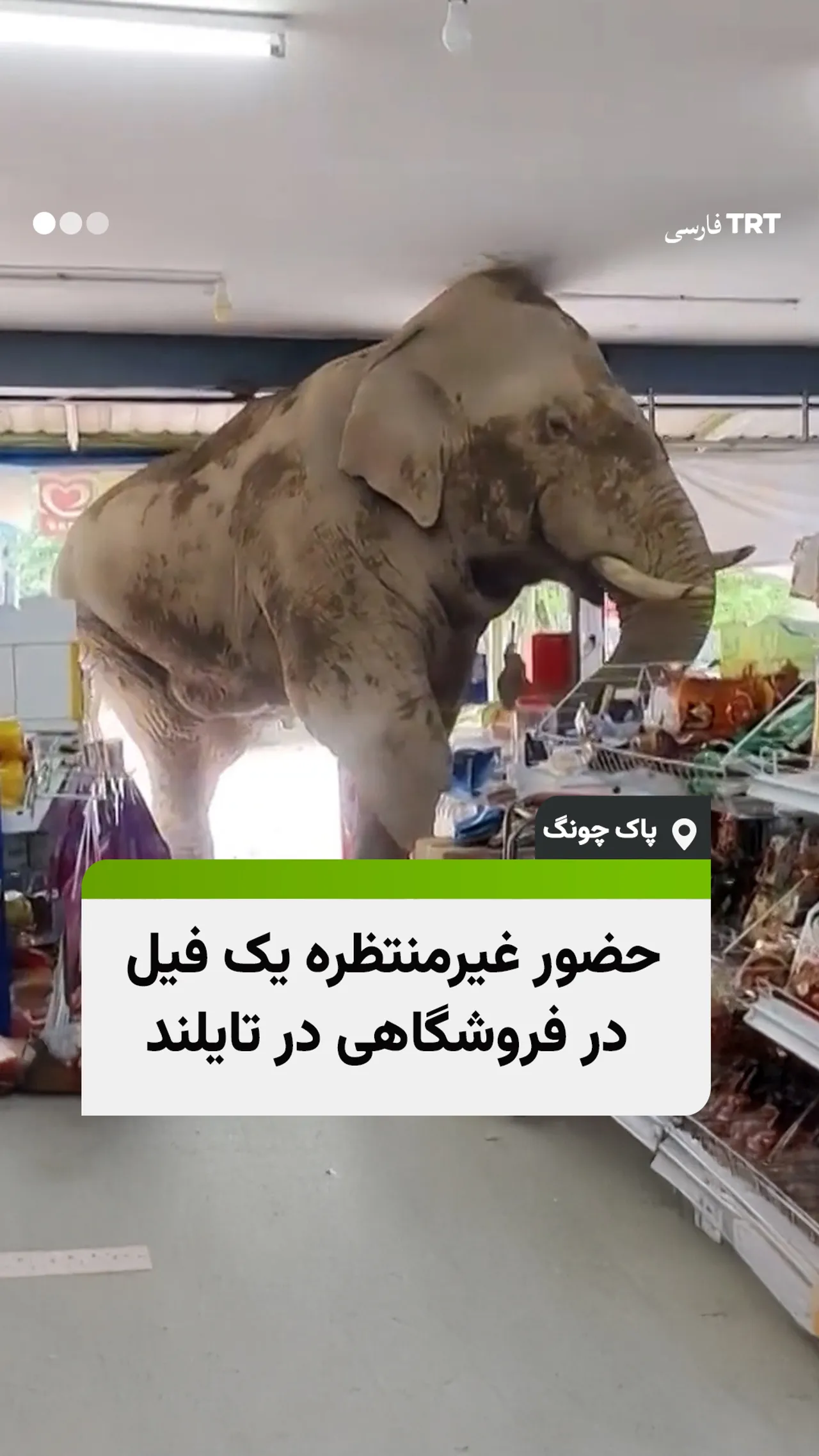 حضور غیرمنتظره یک فیل در فروشگاهی در تایلند