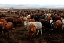 South African foot-and-mouth cases prompt vaccine race