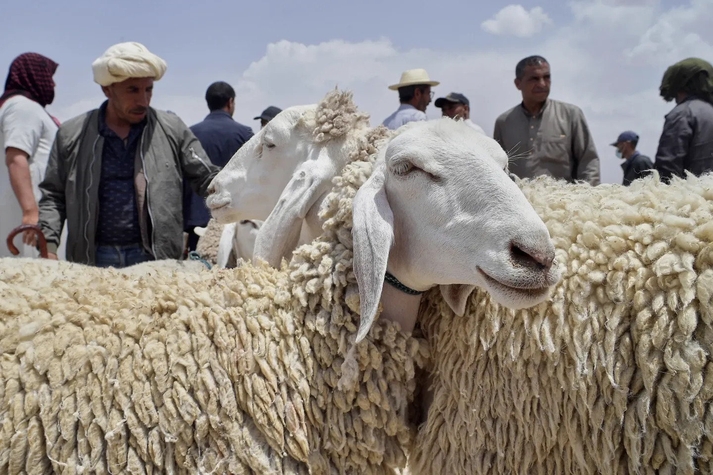 Ukame, bei ya juu na uhaba wa mifugo zinaathiri Eid al-Adha ya mwaka huu