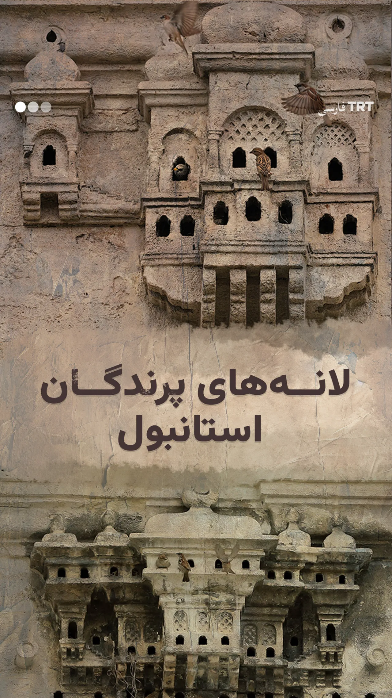 لانههای مهربانی بر بامهای استانبول