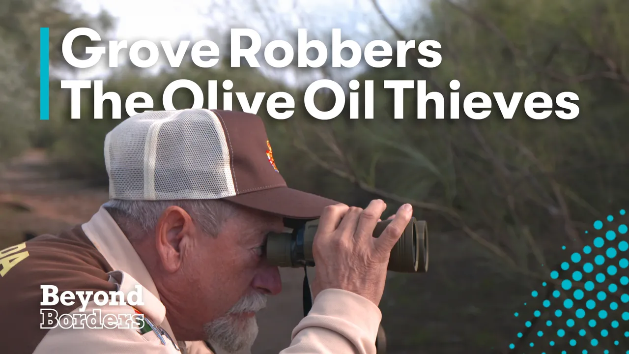 How drought struck olive oil is fuelling a Spanish crime wave