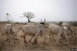Hafsan Rundunar Sojin Ƙasa ta Nijeriya ya nemi Majalisar Dokoki ta haramta kiwon sake a ƙasar