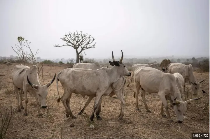 Hafsan Rundunar Sojin Ƙasa ta Nijeriya ya nemi Majalisar Dokoki ta haramta kiwon sake a ƙasar
