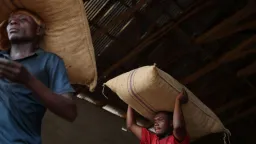 Côte d'Ivoire 'has sold' 850,000 tonnes of 2025/26 cocoa export contracts