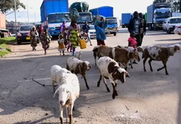 Uganda reopens border crossings with rebel-held eastern DR Congo