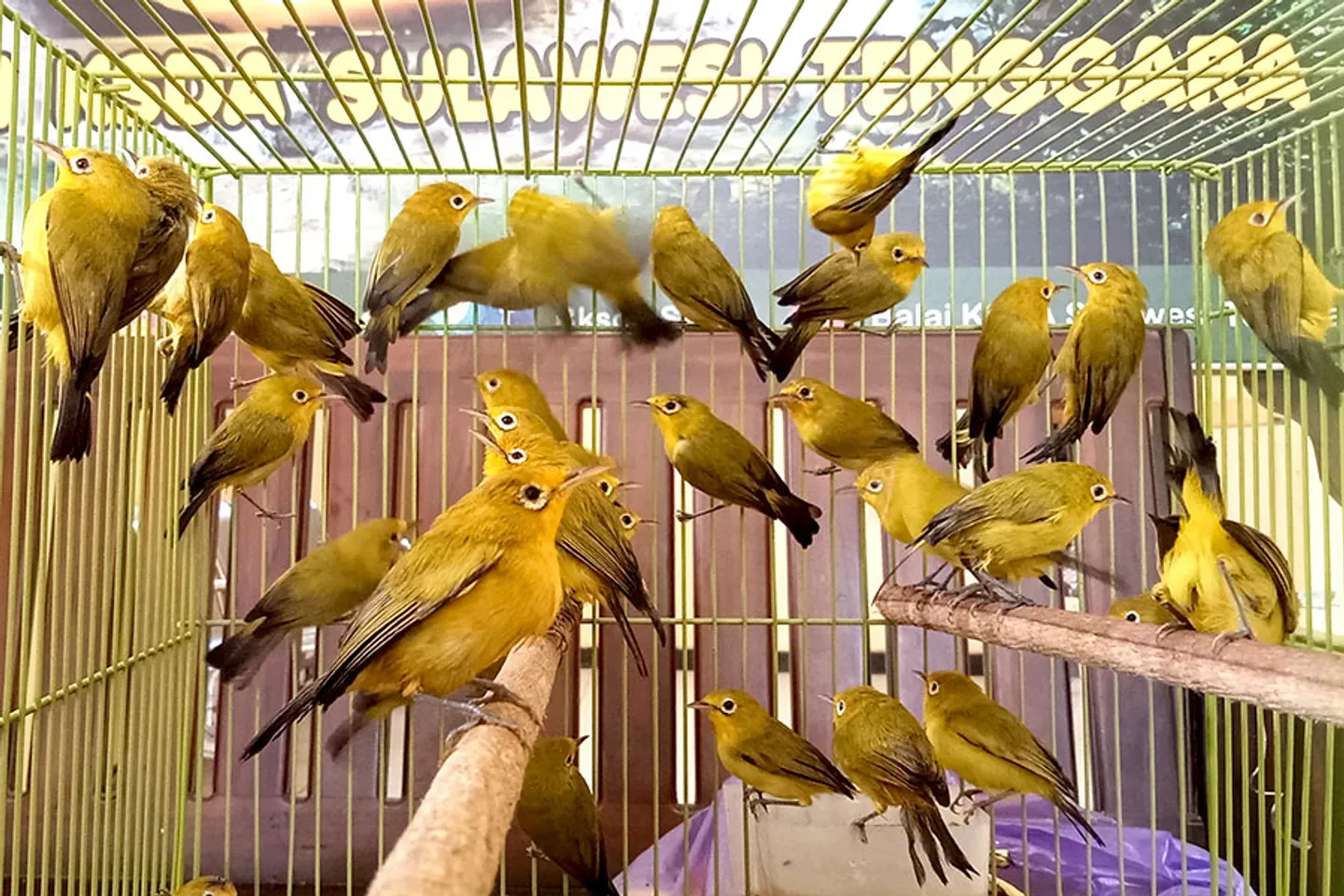 Upaya penyelundupan 1.200 burung kacamata Jawa digagalkan di Flores