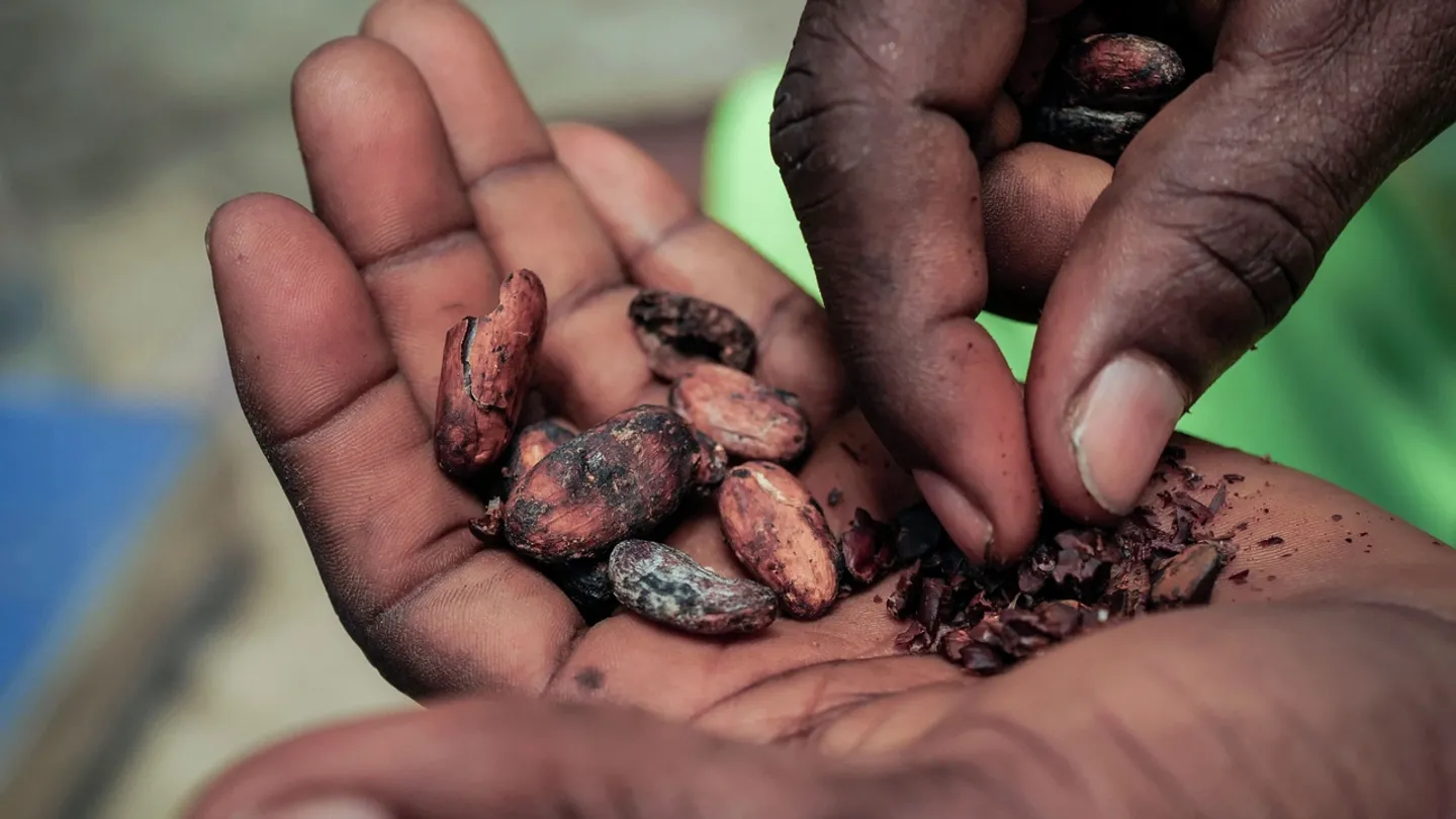 Ghana's cocoa regulator warns of production drop amid heavy rains