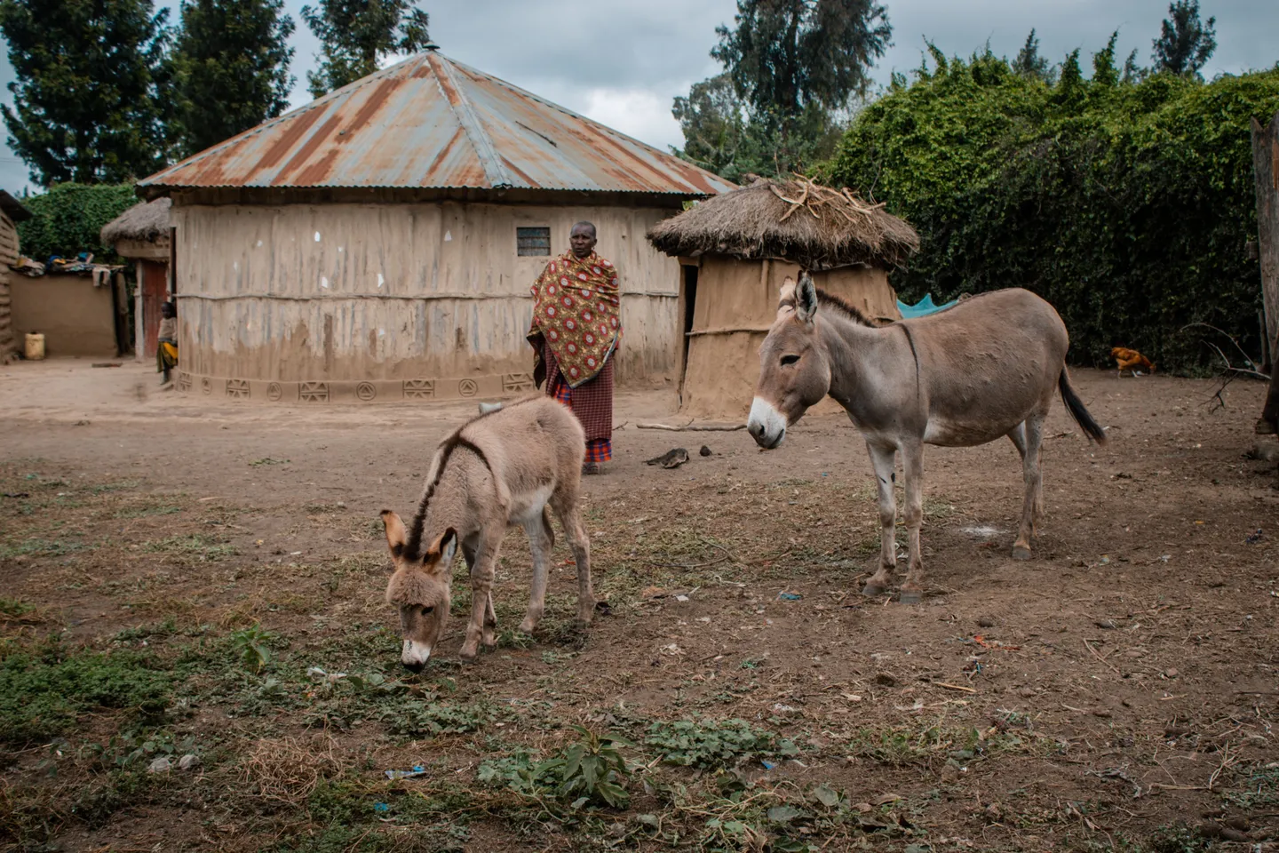 Biashara haramu ya usafarishaji punda inavyotawala mpakani wa Tanzania na Kenya