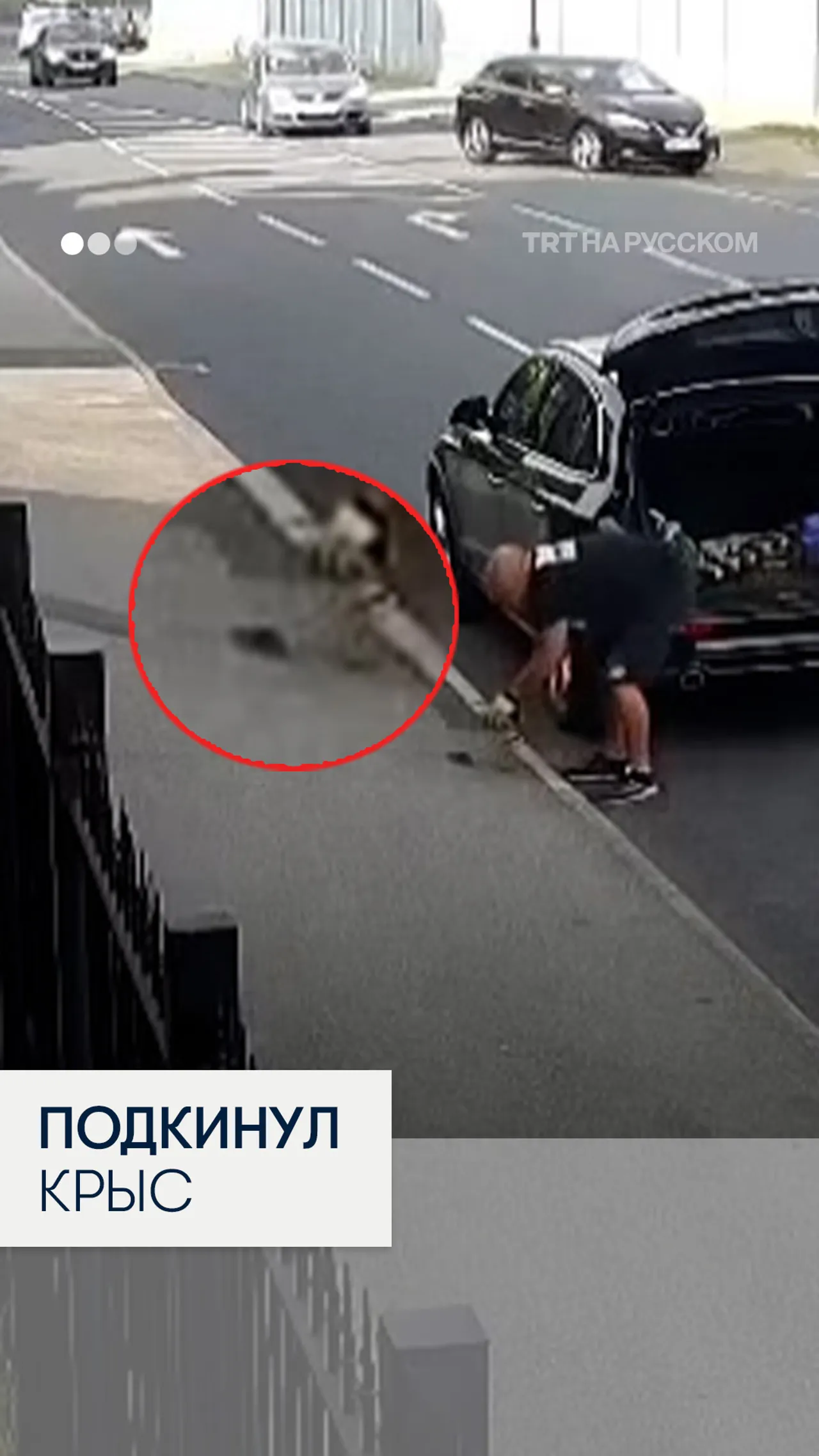 В Шеффилде мужчина выпустил крыс во двор Большой мечети