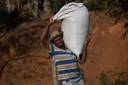 Why Congolese farmers are swapping coffee for cocoa