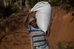 Why Congolese farmers are swapping coffee for cocoa