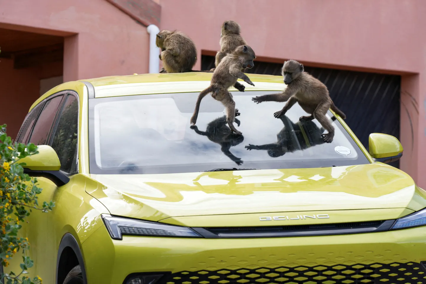 How South Africa's Cape Town is confronting baboon troops