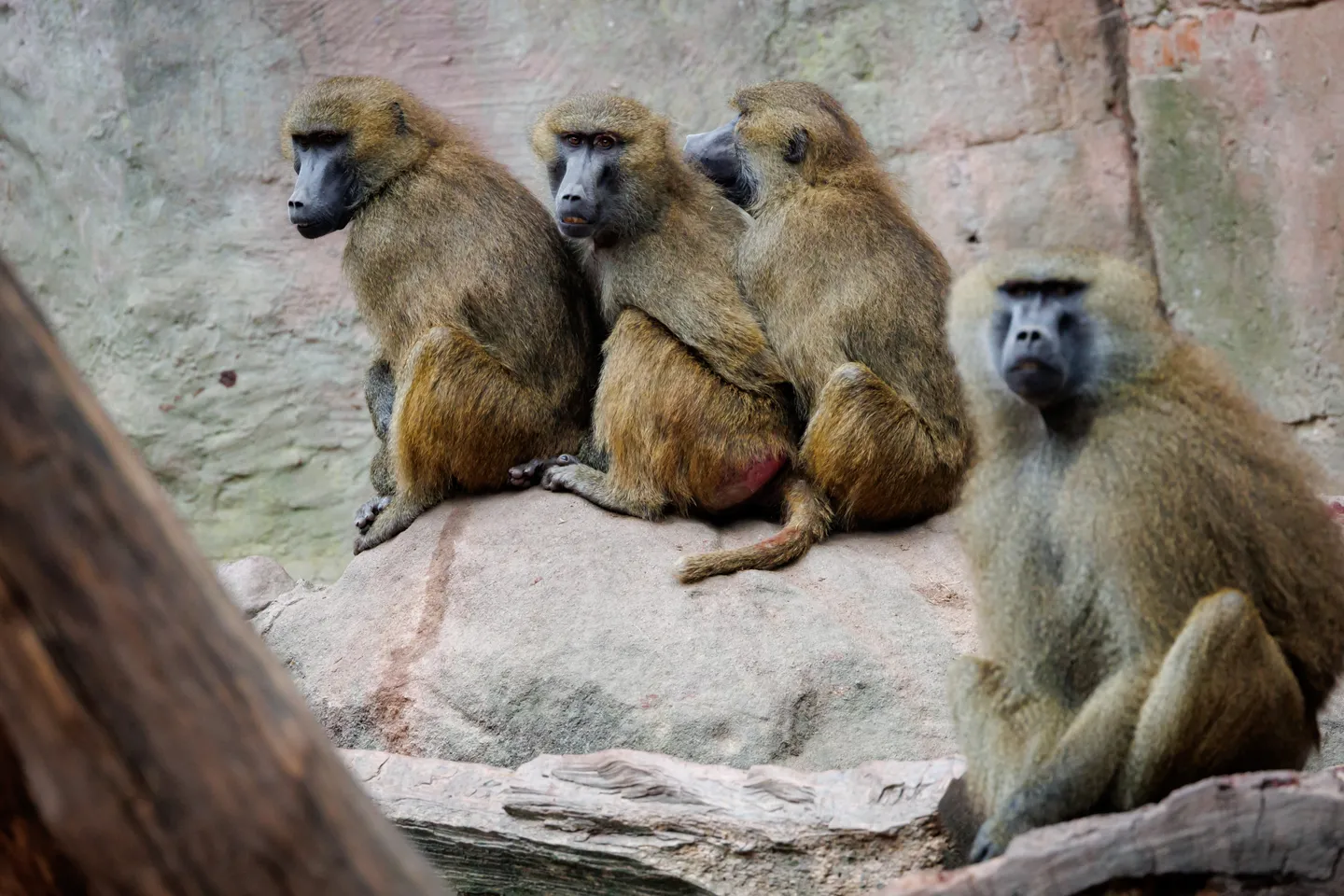Geplante Affen-Tötungen: Tierschützer ketten sich im Zoo an