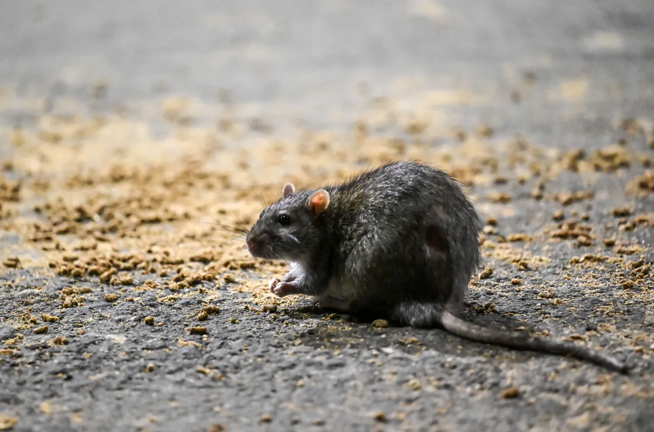 Lassa fever: Some states for Nigeria suffer pass as death toll reach 109