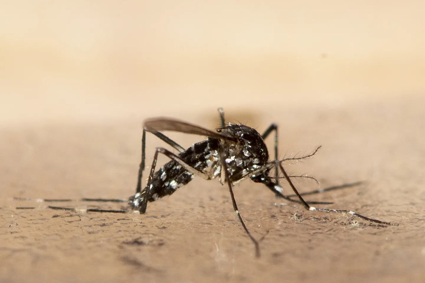 WHO warnt vor Risiko einer weltweiten Chikungunya-Epidemie