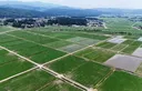 米価高騰受け、増産を後押し　政府、方針を修正へ