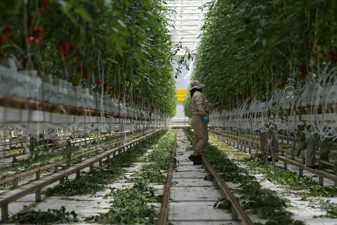 Biologische plantenkweker Jongerius failliet: onzekerheid voor personeel, bestuurder spoorloos