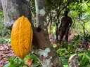 Manoman koko a Ghana sun fi takwarorinsu samun farashi mai kyawu a Yammacin Afirka – COCOBOD