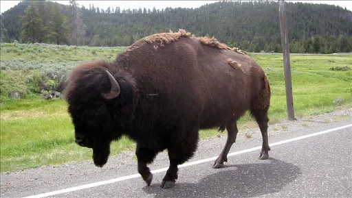 Bizoni, mysafiri i pazakontë që tërhoqi vëmendjen e kosovarëve në rrjetet sociale