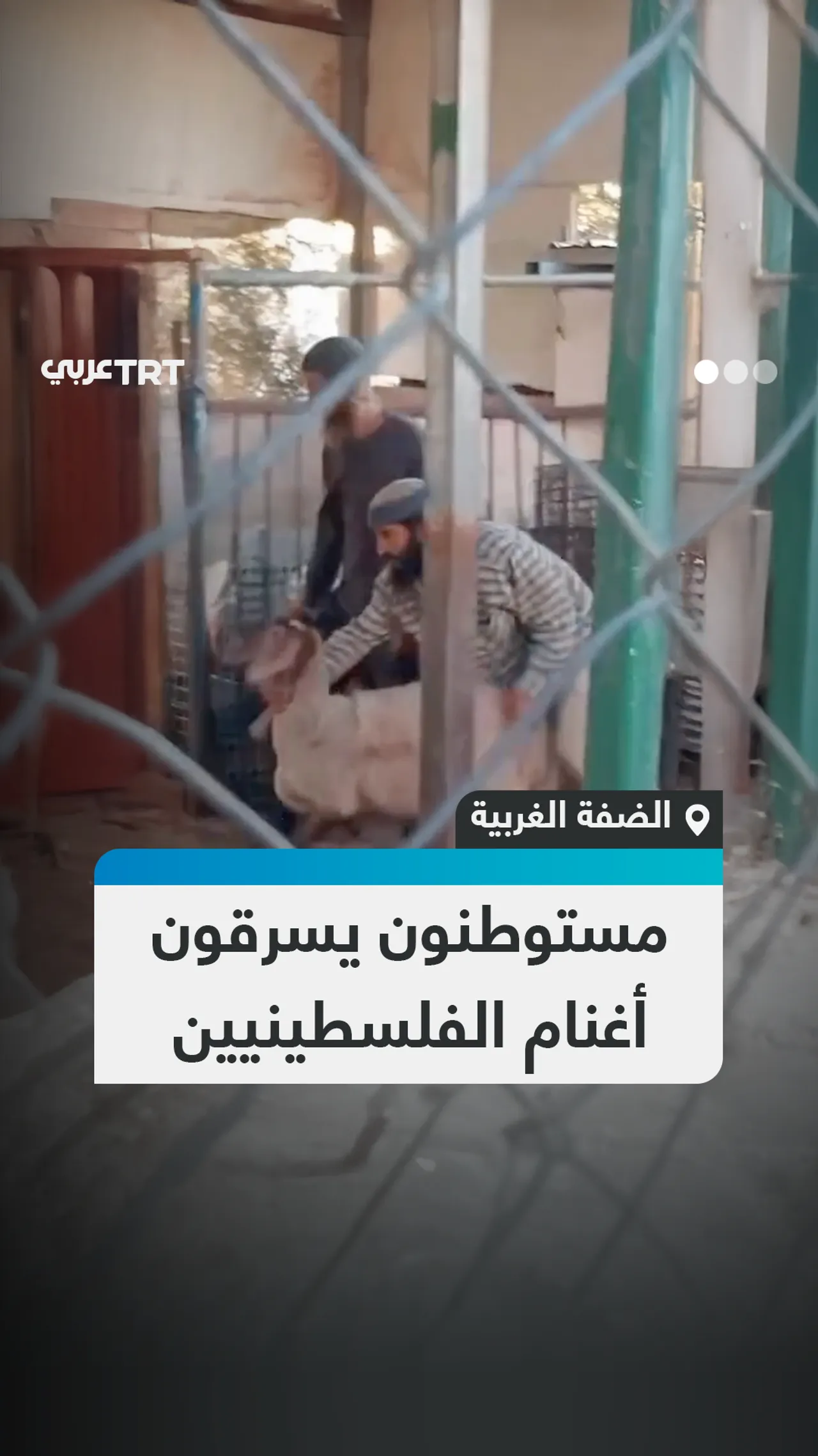 مستوطنون يسرقون
أغنام الفلسطينيين