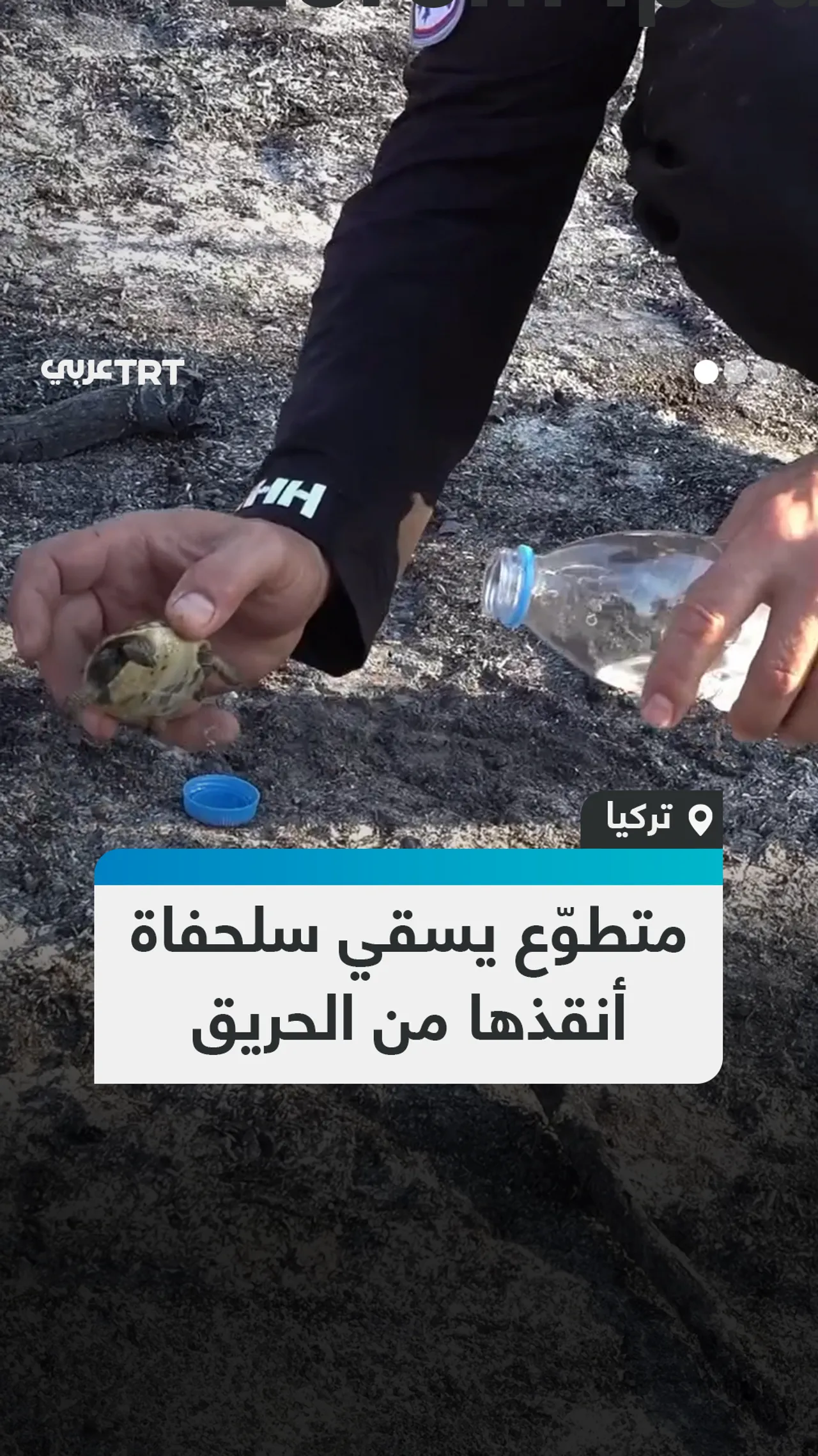 متطوّع يسقي سلحفاة أنقذها من الحريق