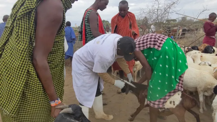 Tanzania yavisha mifugo hereni za kielektroniki, wafugaji kunufaika na soko la kimaitaifa