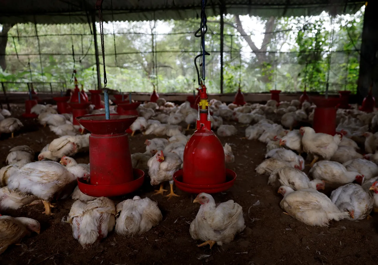 Einde van een eeuwenoude traditie: Verbod op verkoop levende dieren op Vlaamse markten van kracht