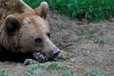 2025年、日本でクマによる死亡事故が過去最多に
