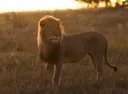 Mauaji ya Simba wa utafiti yazua utata nchini Zimbabwe