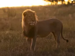 Mauaji ya Simba wa utafiti yazua utata nchini Zimbabwe