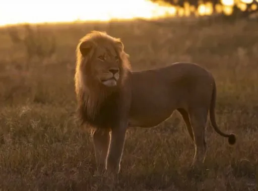 Mauaji ya Simba wa utafiti yazua utata nchini Zimbabwe