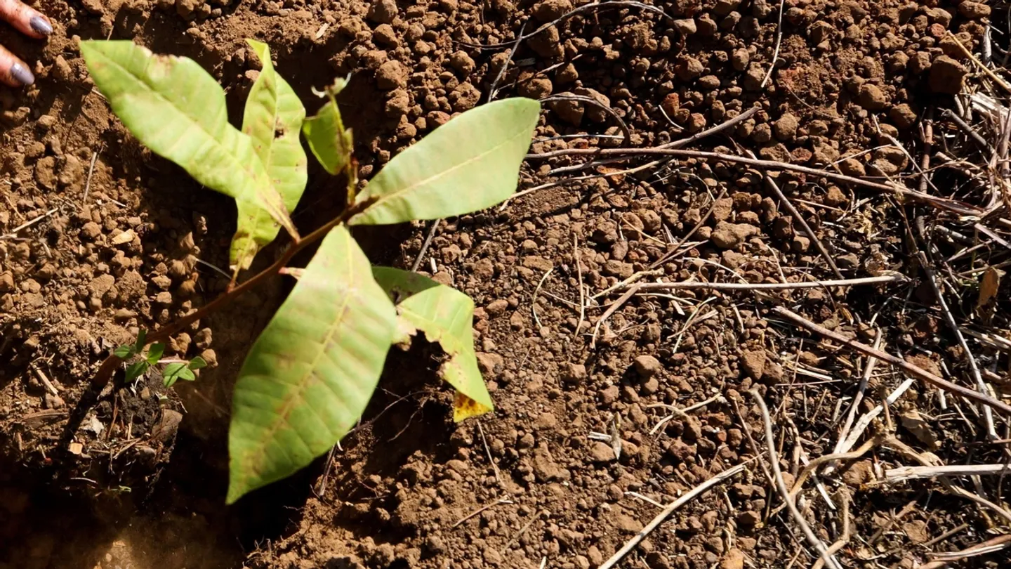 Ethiopia plants '700 million trees in one day'