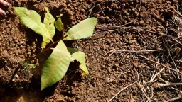 Ethiopia plants '700 million trees in one day'