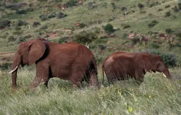 Watalii wawili wauawa na tembo katika hifadhi nchini Zambia