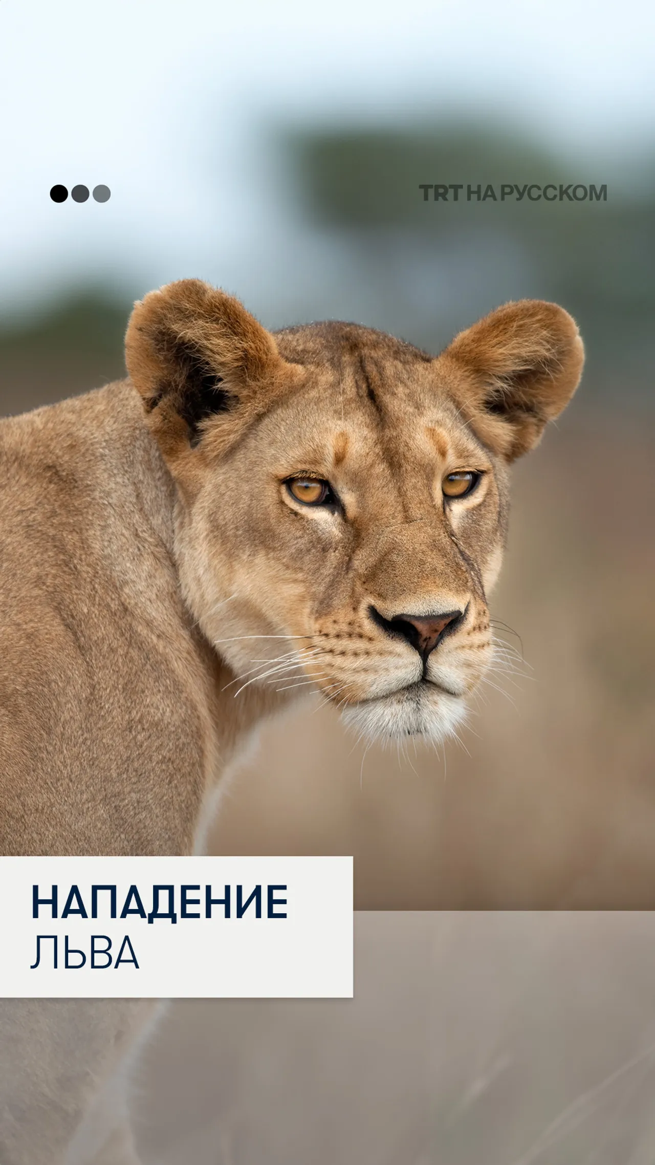 В пакистанском Лахоре домашний лев напал на женщину и детей