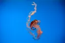 Jellyfish swarm chokes France's largest nuclear plant, forcing shutdown