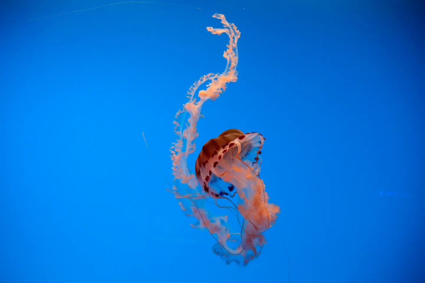 Jellyfish swarm chokes France's largest nuclear plant, forcing shutdown