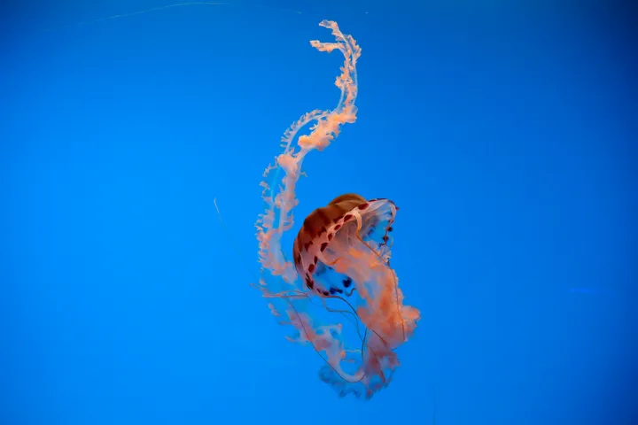 Jellyfish swarm chokes France's largest nuclear plant, forcing shutdown