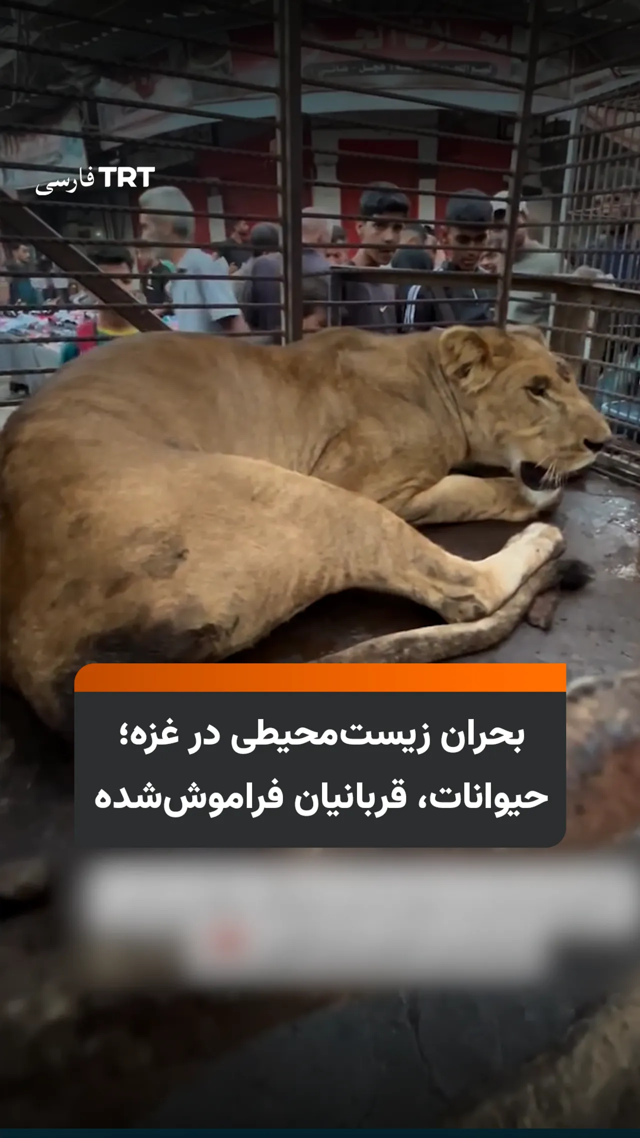 بحران زیستمحیطی در غزه؛ حیوانات، قربانیان فراموششده
