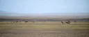 China deploys robot antelope to monitor Tibet’s 'wildlife ecosystem'