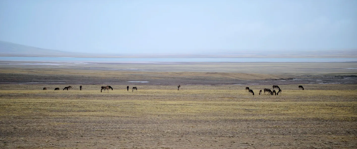 China deploys robot antelope to monitor Tibet’s 'wildlife ecosystem'