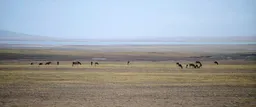 China deploys robot antelope to monitor Tibet’s 'wildlife ecosystem'