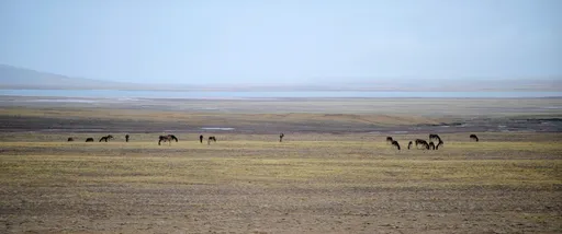 Kina koristi AI za nadzor divljeg svijeta: "Robotske antilope" na Tibetu
