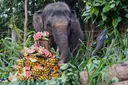 Indonesia temukan 19 spesies flora dan fauna baru pada 2025