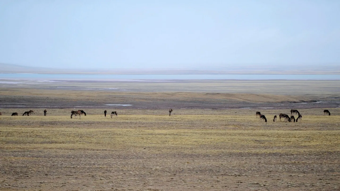 China utiliza robô antílope para monitorar o 'ecossistema da vida selvagem' do Tibete