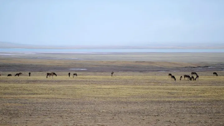 China utiliza robô antílope para monitorar o 'ecossistema da vida selvagem' do Tibete