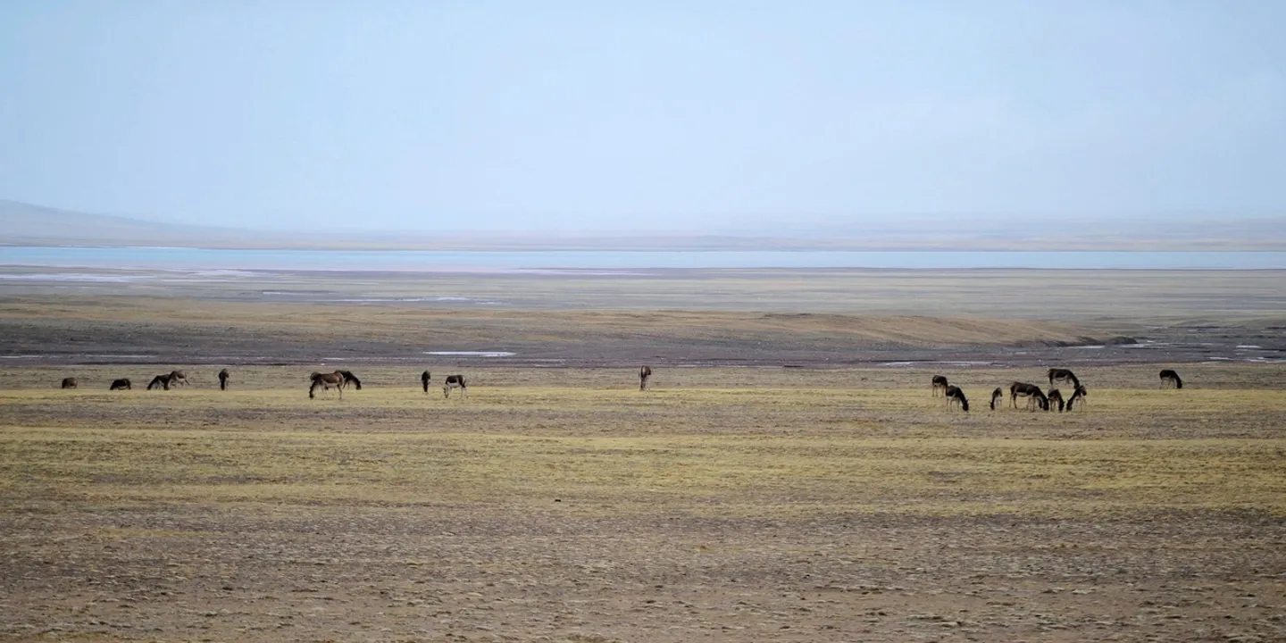 China utiliza robô antílope para monitorar o 'ecossistema da vida selvagem' do Tibete