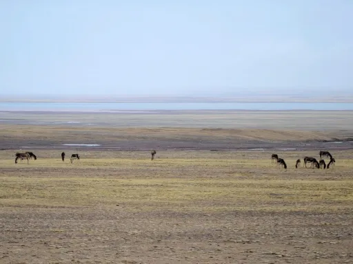China utiliza robô antílope para monitorar o 'ecossistema da vida selvagem' do Tibete