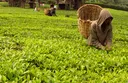 Kenya yafanya mazungumzo na Iran ya kuondoa marufuku ya kununua chai yake